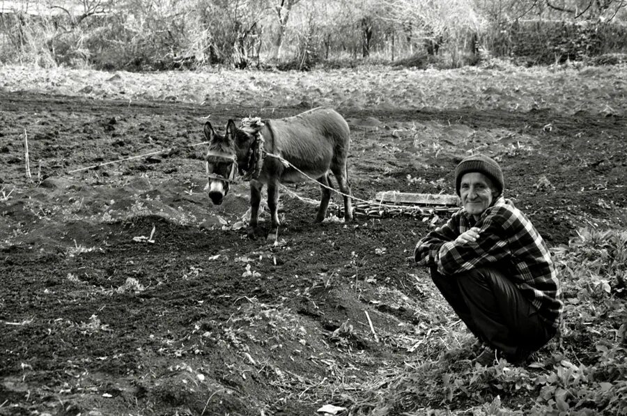 Фото тружеников. Труженики села картинки. Ослик Дагестан. Ослик черно белое фото. Таджикистан река ослик старик.