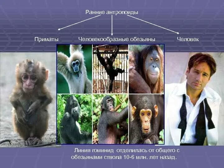 Относится ли человек к приматам. Антропоид обезьяна. Человекообразные обезьяны виды. Подотряд человекообразные. Антропоиды - человекоподобные обезьяны.