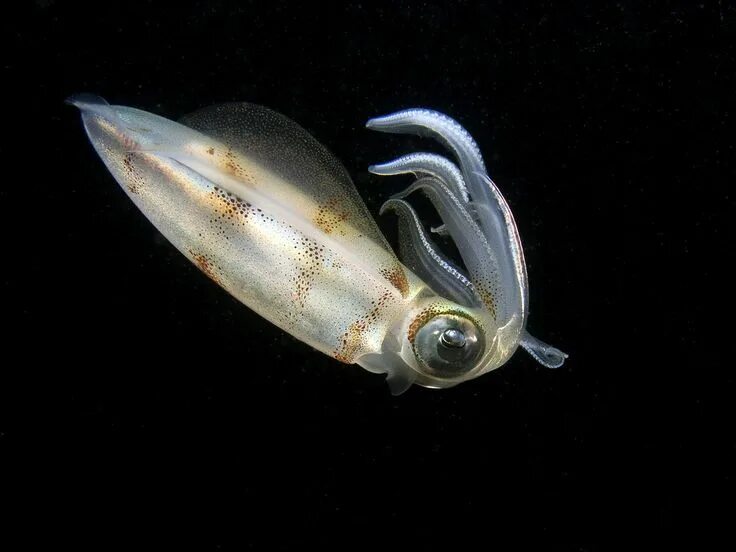 Squid через squid