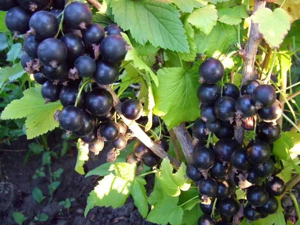 смородина черная селеченская. сорта смородины урожайность. смородина дикуша охта. смородина черная добрый джинн. черная смородина titania.