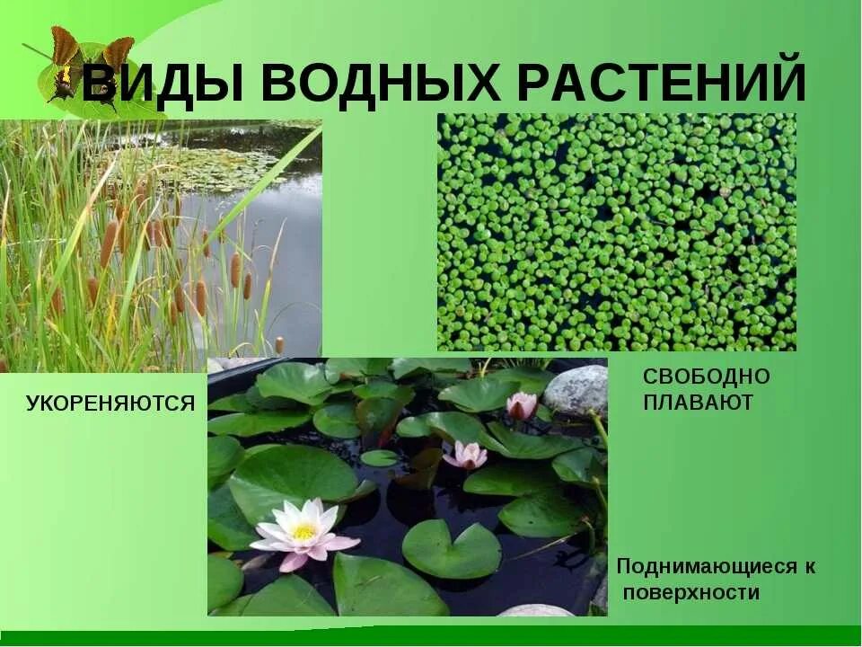 Список водных растений