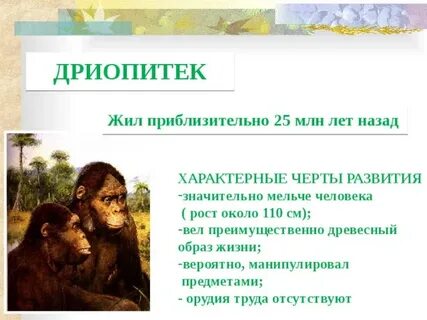 Орудия труда дриопитеков