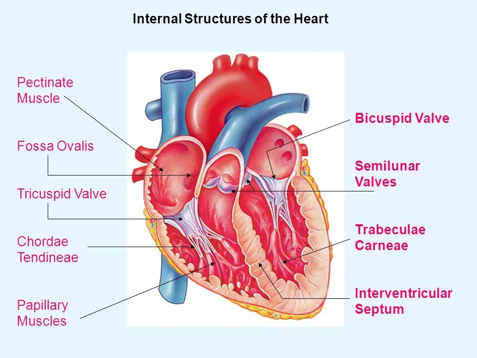 The heart structure. Heart structure. the internal structure of the heart. fossa ovalis сердце.