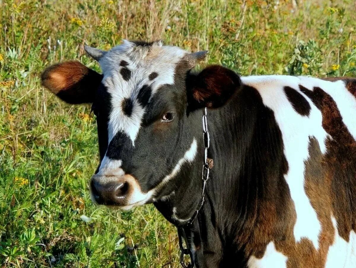 Теленок. Красивый теленок. Телята бычки. Теленок. Телята бычки.
