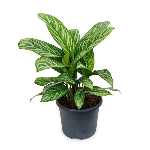 Аглаонема страйпс. Аглаонема страйп. Аглаонема полосатая stripes. Аглаонема страйп d17. Аглаонема страйпс aglaonema stripes.