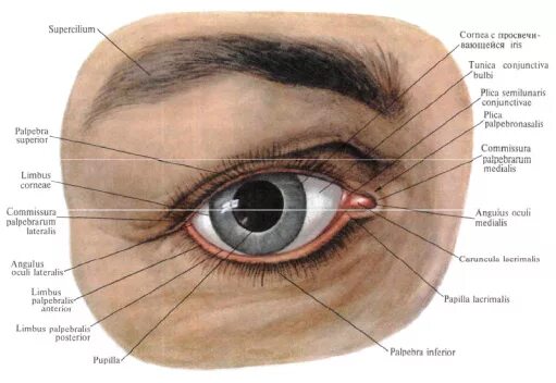 Где край века. Строение века человека. Анатомия века глаза человека. Конъюнктивальный мешок.