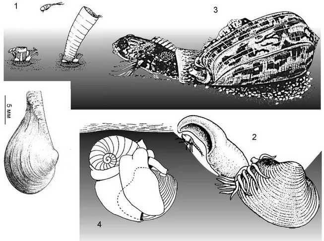 Детритофаг биология. Детритофаги моллюски. Детритофаги морские. Детритофаг морской. Детритофаг пример.