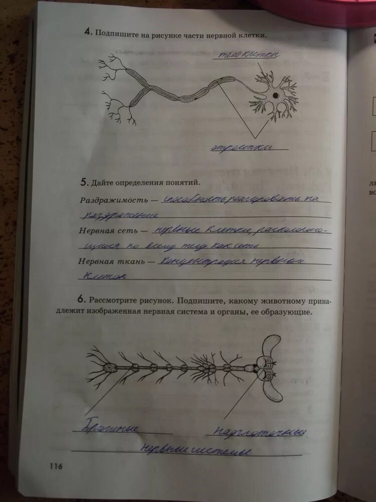 Задание по биологии 7 класс рабочая тетрадь. Биология 7 класс латюшин. биология 7 класс животные латюшин. биология 7 класс латюшин шапкин. биология 7 класс учебник латюшин.