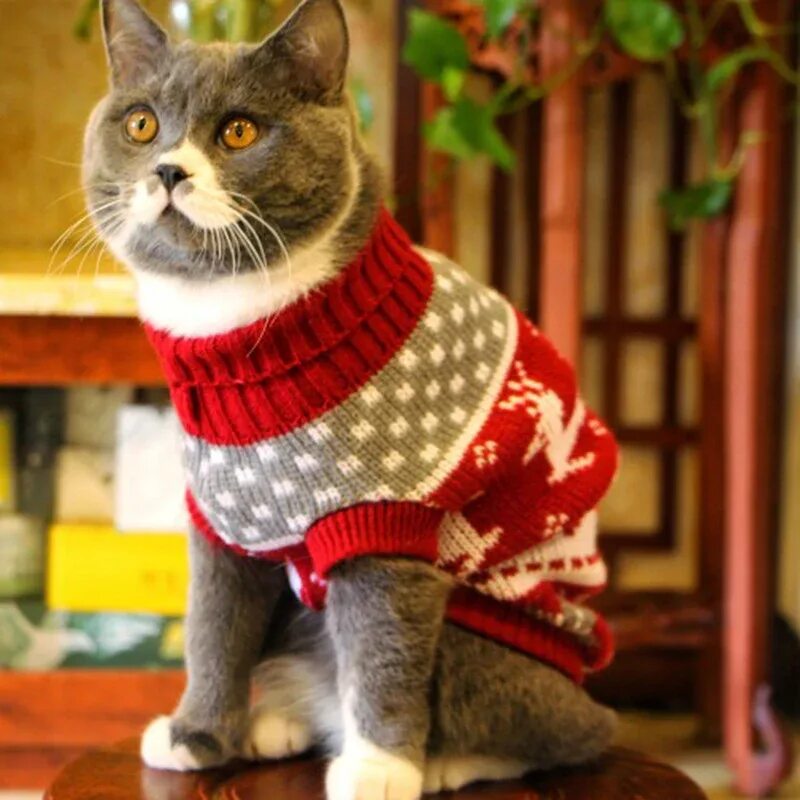 Кошечка с одеждой. Одежда для котов. Кот в свитере. Свитер для котов. Котики с одеждой.