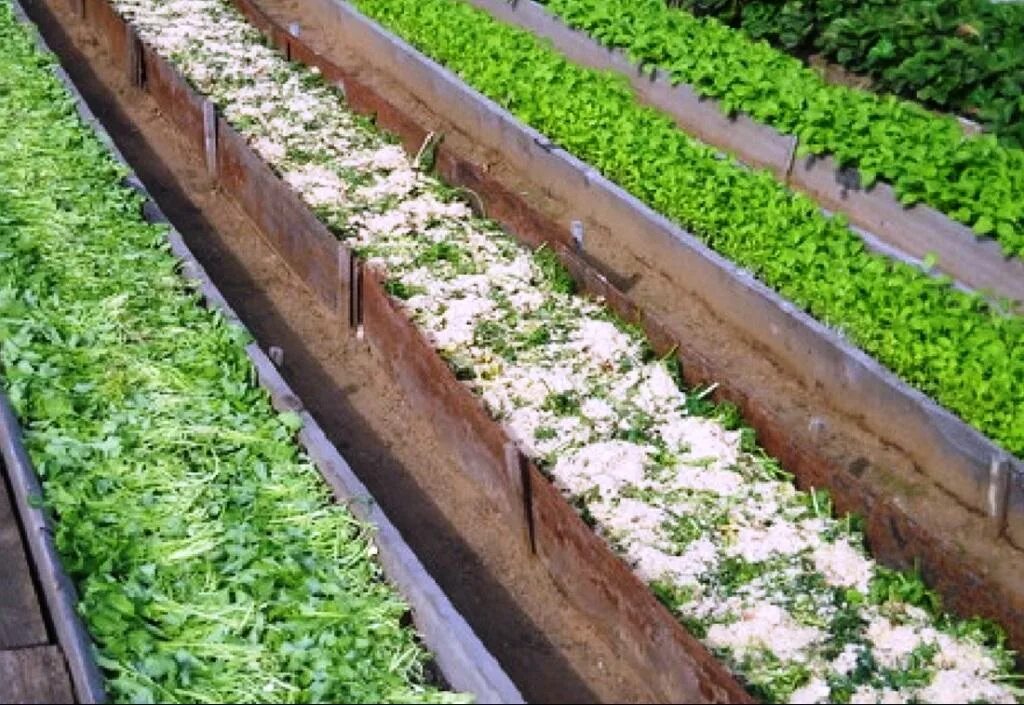 Митлайдер грядки. Грядки в теплицу 3 на 4. Узкие грядки митлайдера. Ширину узкой грядки. Метод митлайдера посадка картофеля схема посадки.