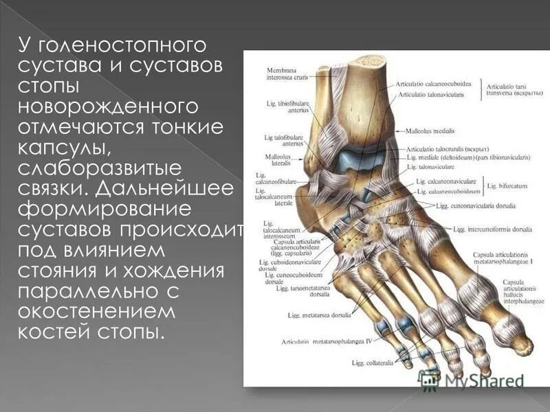 Скелет стопы суставы стопы