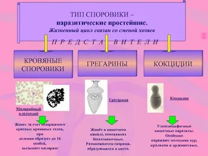 Паразитические простейшие значение простейших 7 класс презентация