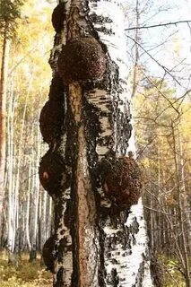 Нарост на березе черного цвета