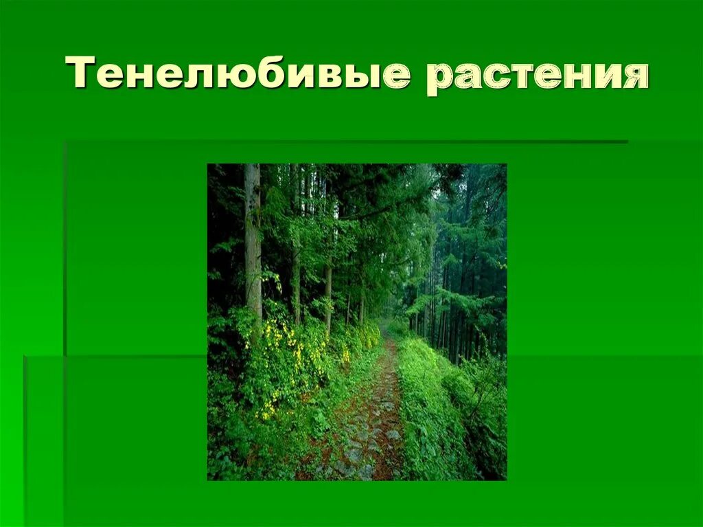 Тенелюбивые растения растения. Светолюбивые тенелюбивые теневыносливые растения. Тенелюбивые растения Дикие. Тенелюбивые древесные растения.