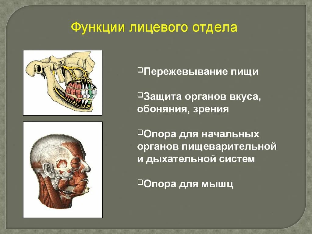 Функции костей лицевого отдела черепа. Функции мозгового отдела скелета головы. Функции лицевого отдела. Функции мозгового и лицевого отделов черепа.