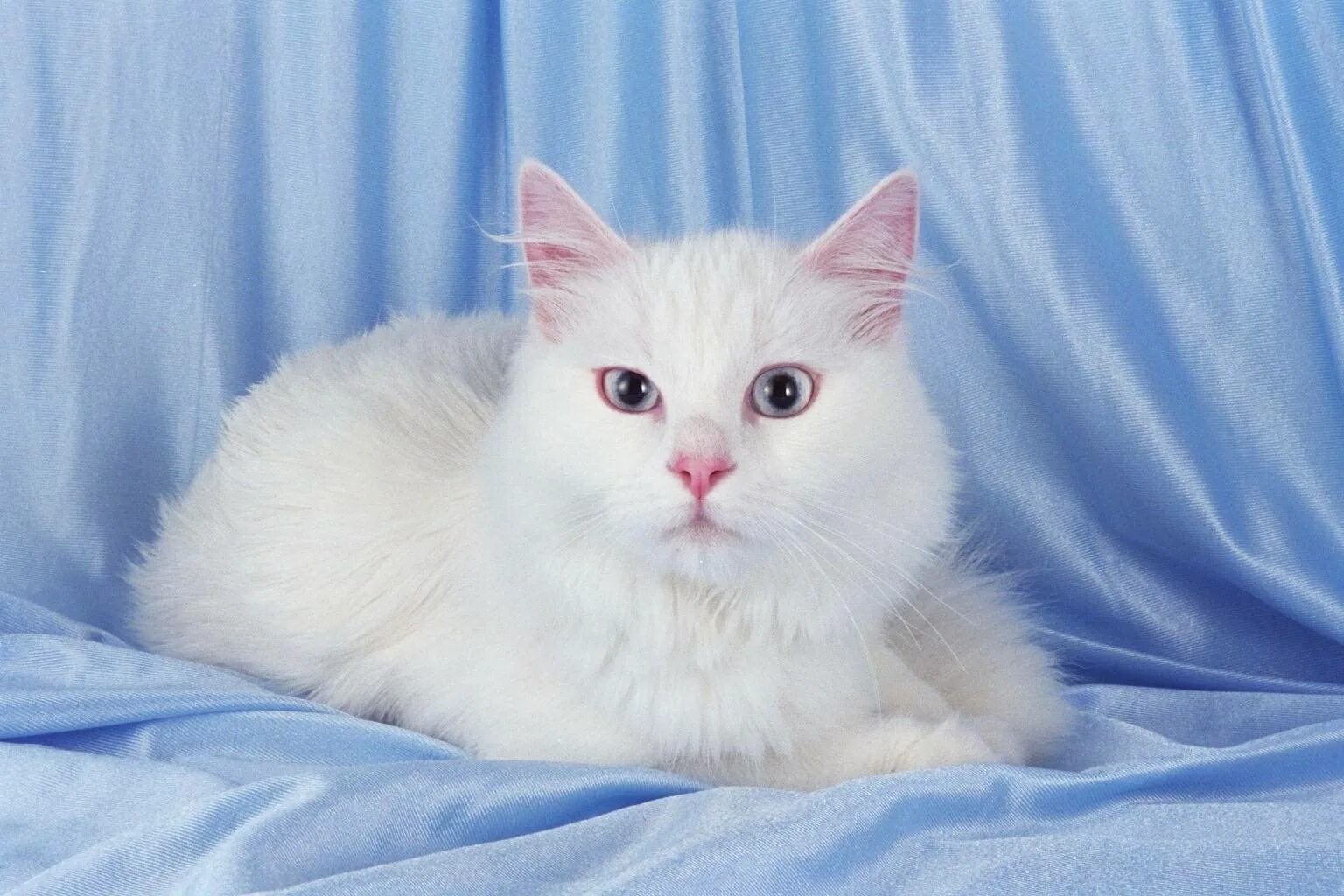 Ангорская кошка. Турецкая ангора кот. Ангорская кошка турецкая ангора. Белая ангорская кошка.