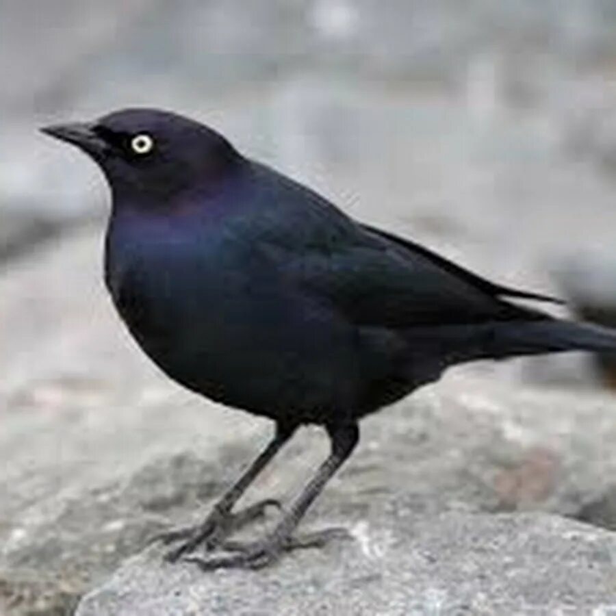 Маленькие темные птицы. Блэк Бирд. Блэк Бирд птица. Черный Дрозд птица. Маленькая черная птичка.
