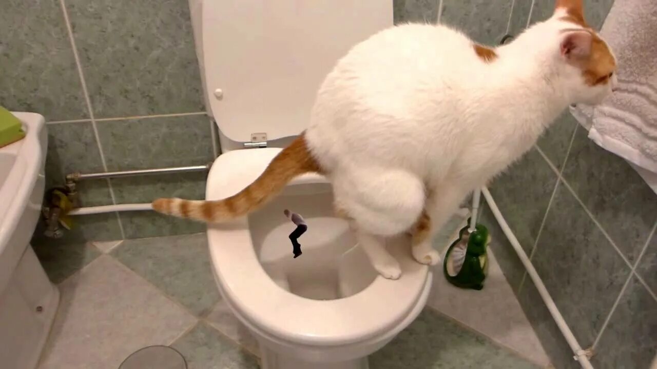 Кошка много какает
