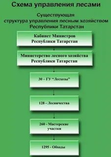 Рб управление лесничествами