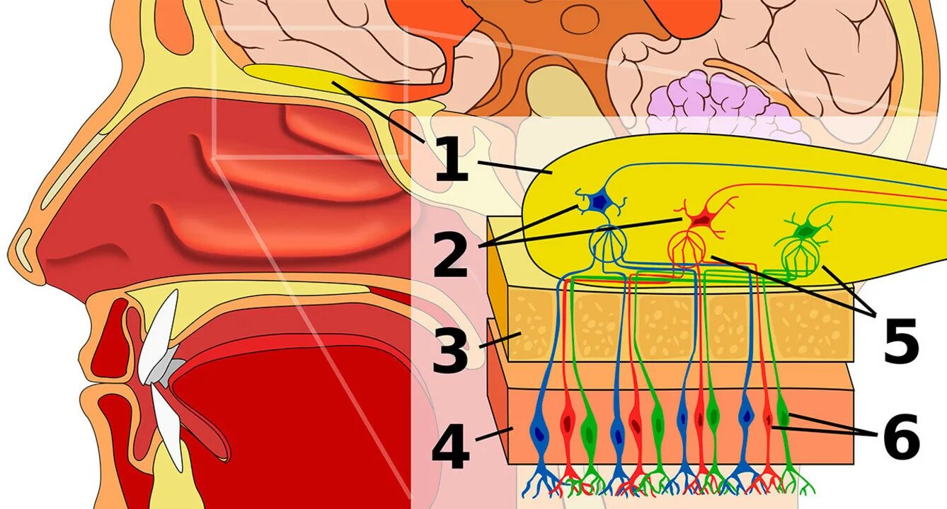 Обонятельная. Рецепторы обонятельного анализатора. Система обоняния человека. Рецепторные клетки обонятельного анализатора. Обонятельный Рецептор физиология.