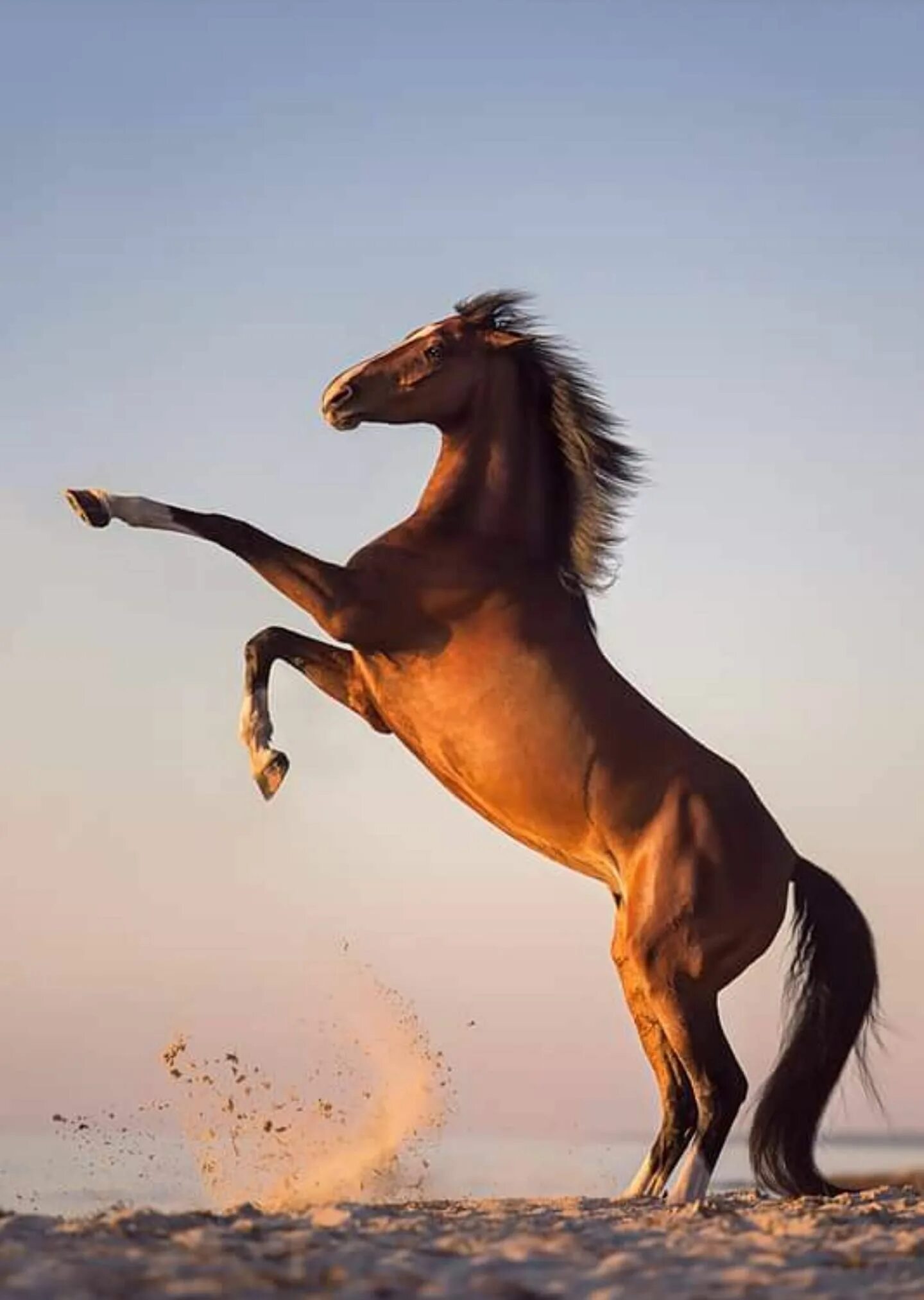 Horse pictures. Мустанг отлар. Лошадь бежит. Лошадь скачет. Красивые лошади.