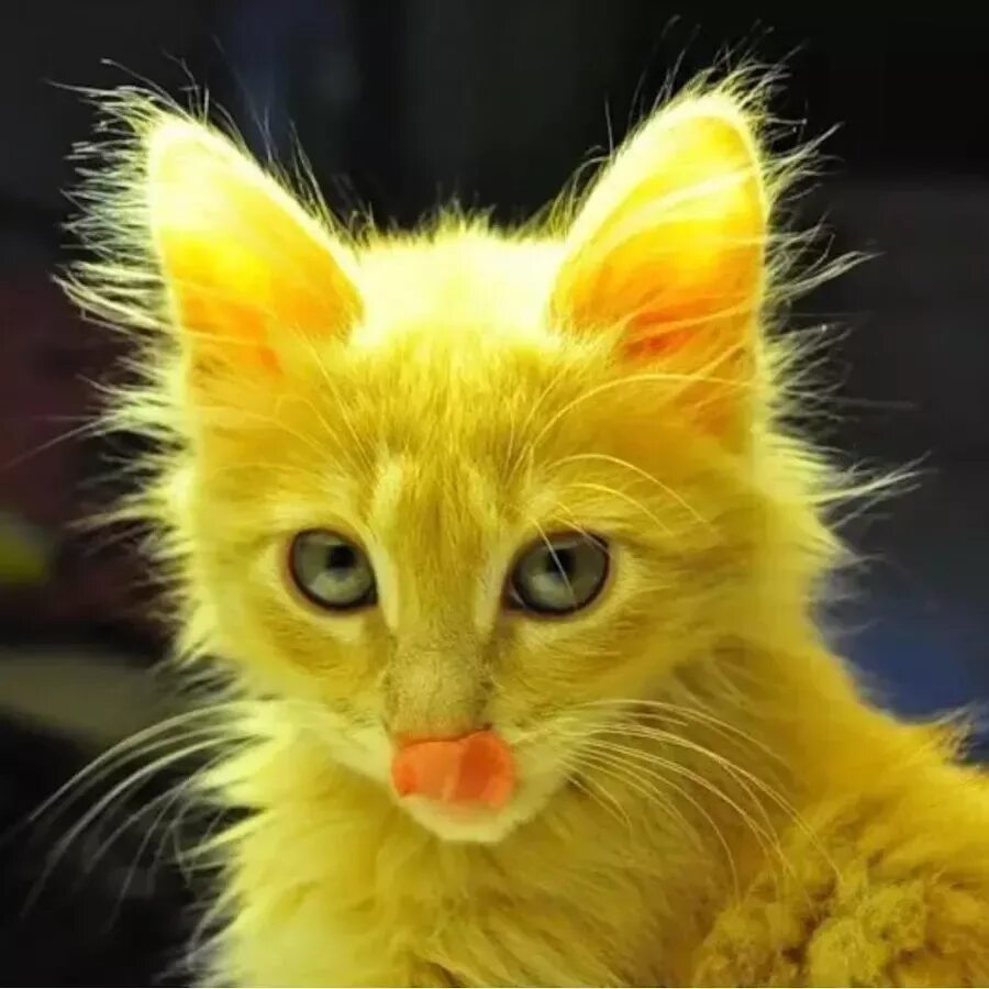Желтый кот. Желтый котенок. Кошка желтого цвета. Желтая кошечка. Кошечка желтая