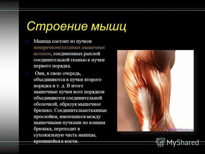 Опорно двигательная система скелет и мышцы. Мышцы информация. Вопросы по теме мышцы. Перечислите основные функции скелетных мышц человека. Вопросы по теме мышцы.