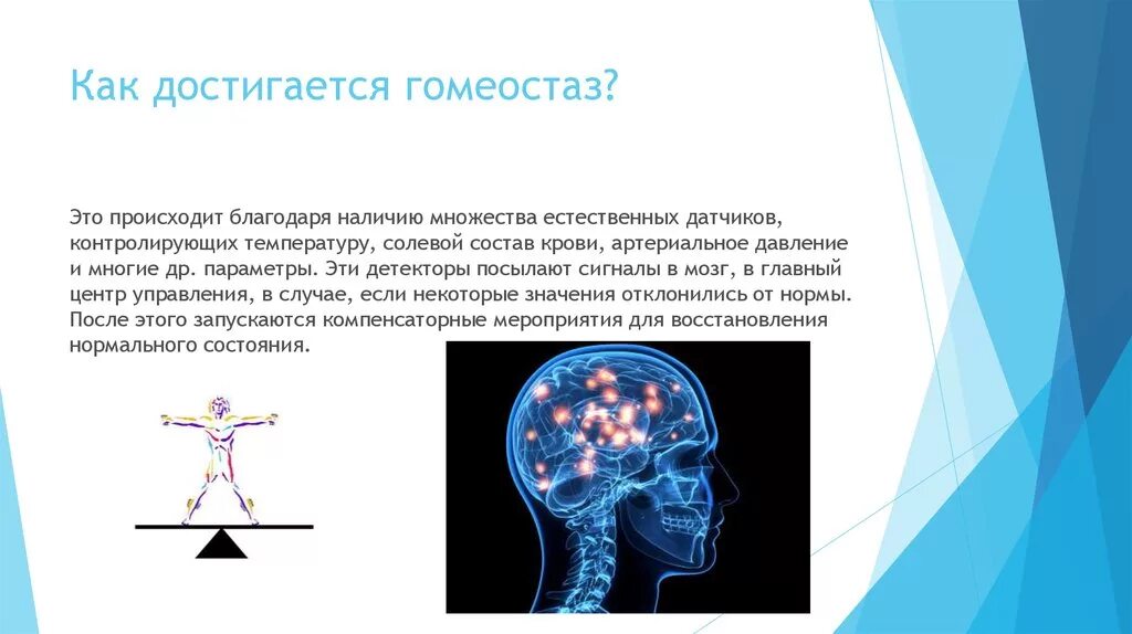 Как поддерживается гомеостаз. Как поддерживается гомеостаз