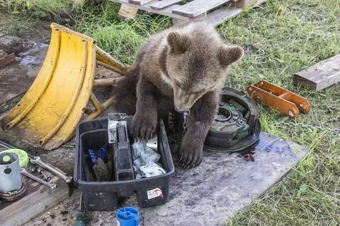 Жив ка