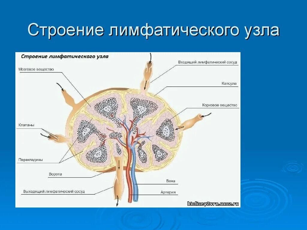 Корень лимфатического узла. Схема строения лимфатического узла. Лимфоузел строение рисунок. Схема строения лимфатического узла иммунология. Строение лимфатического узла анатомия человека.