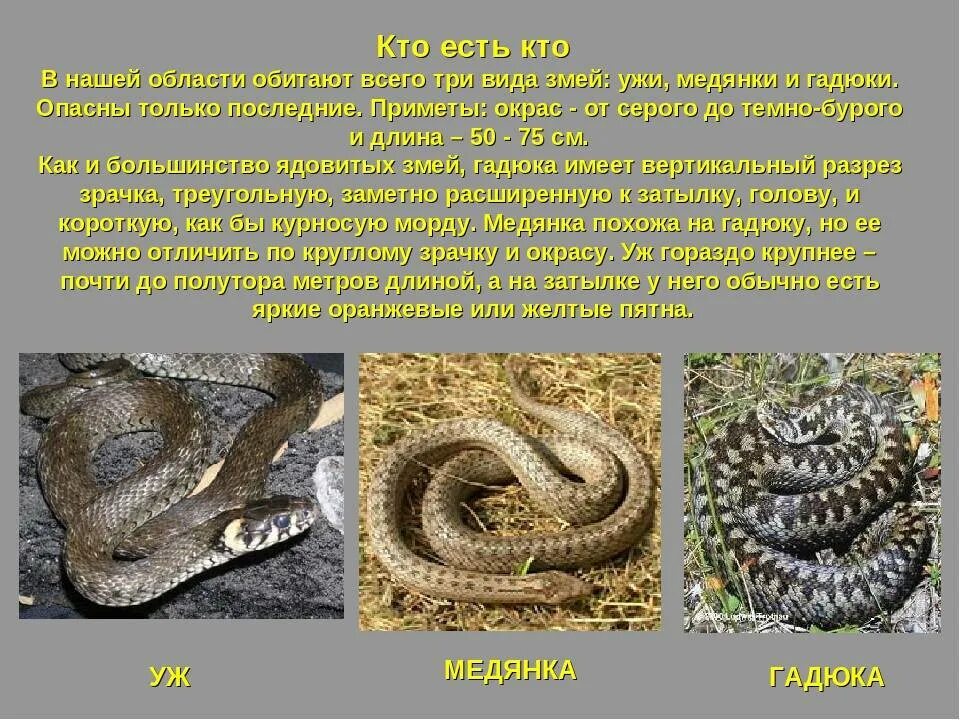 Как отличить медянку от гадюки