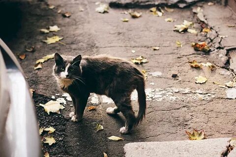 Фото бездомных кошек