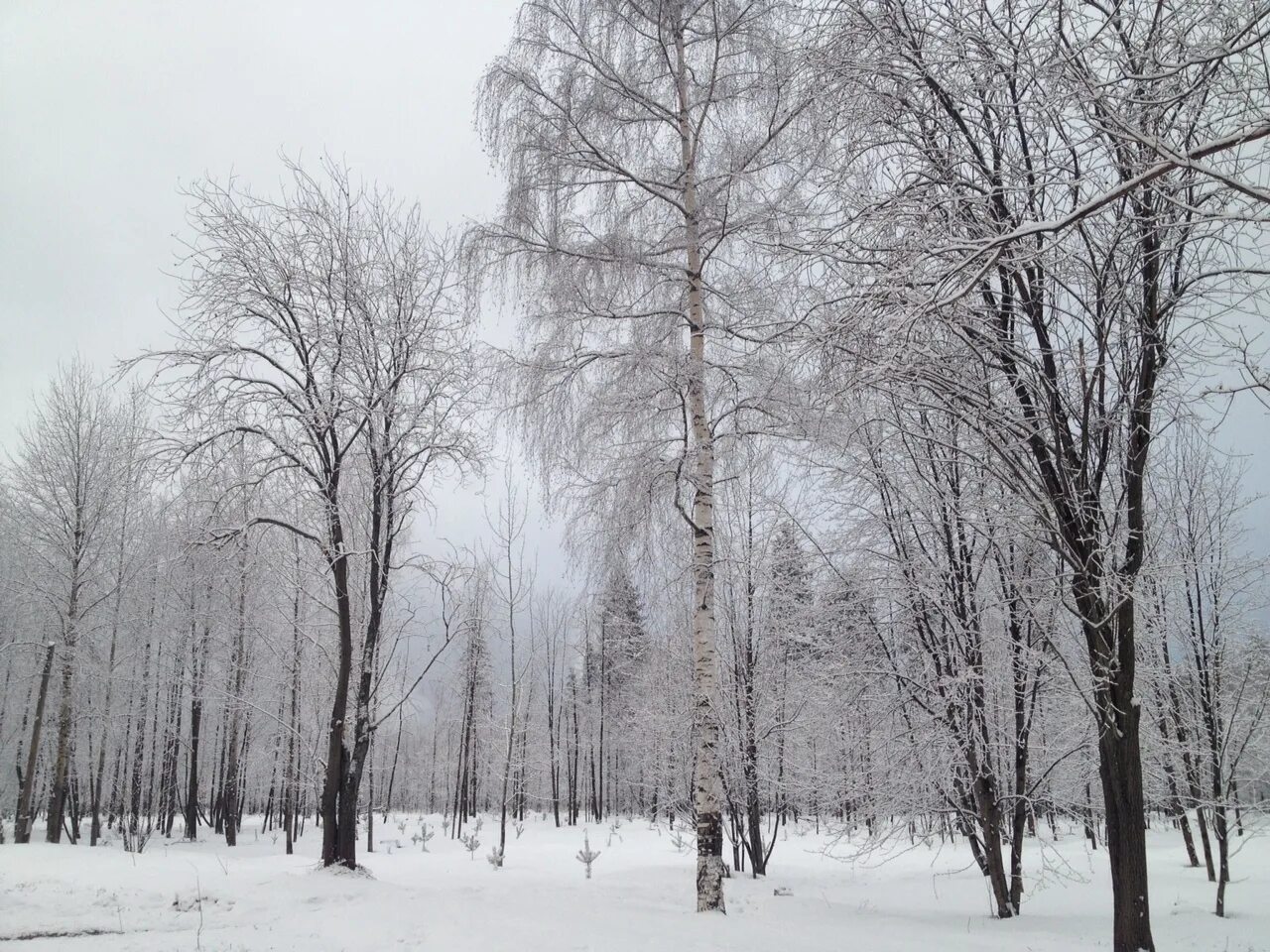 Гидрометцентр удмуртии сарапул. Погода сарапул на 10. Ижевск ноябрь. Гидрометцентр удмуртии сарапул. Гидрометцентр удмуртии сарапул.
