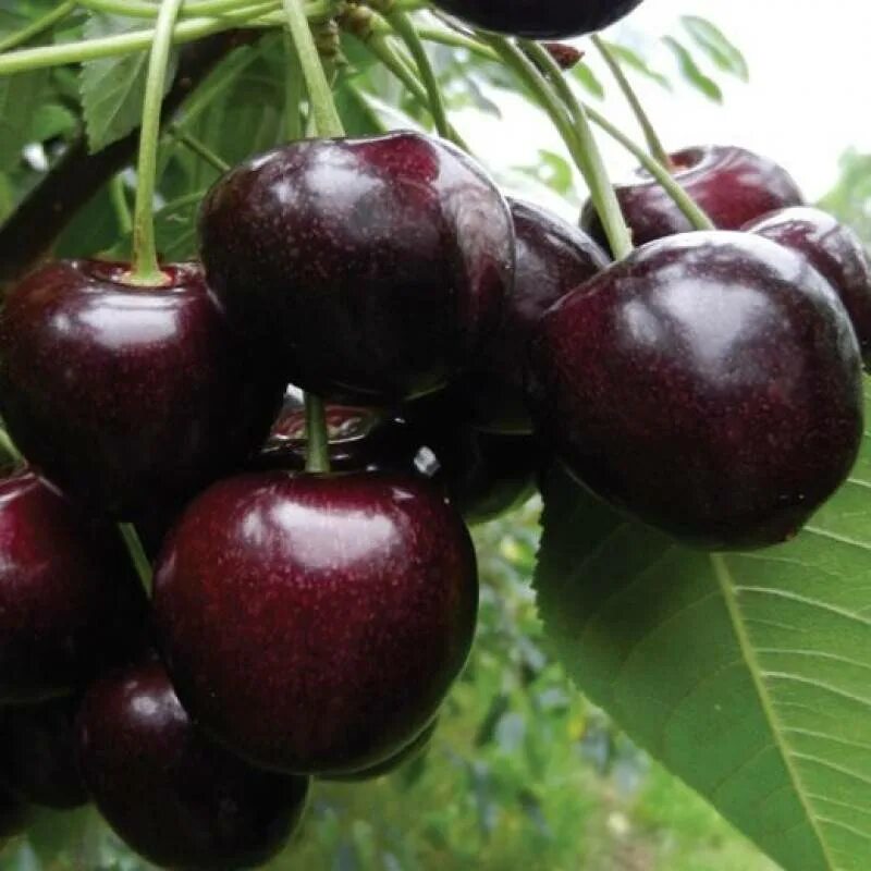 Черешня наполеон дерево. Черешня сорт наполеон черный. Черешня сорт наполеон черный. Черешня лапинс. Айва кубанская урожайная саженец.