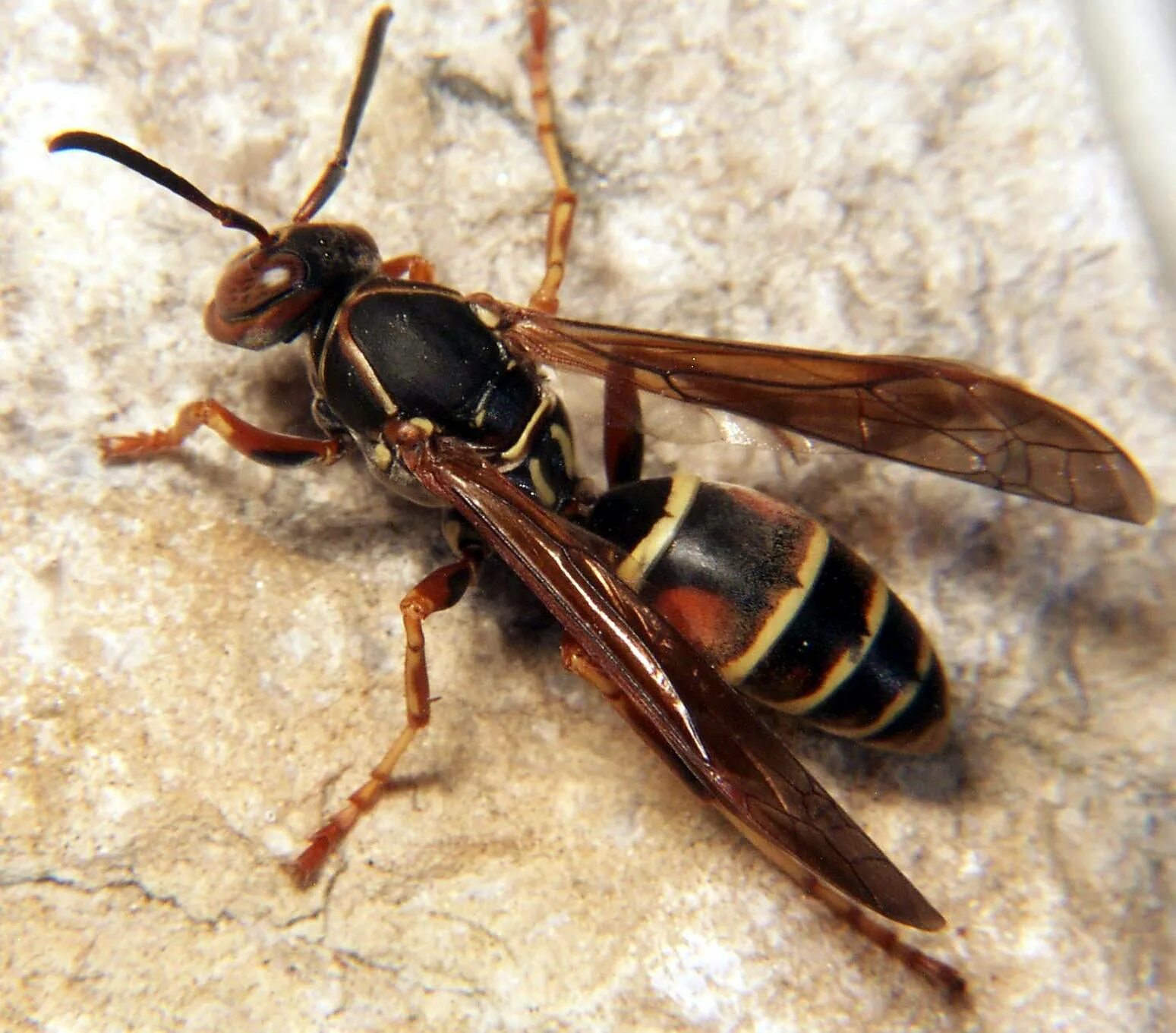 Сколько живет ос. Polistes fuscatus. Yellow Jacket Wasp. Шершень Дыбовского черный. Муравьиный Шершень.