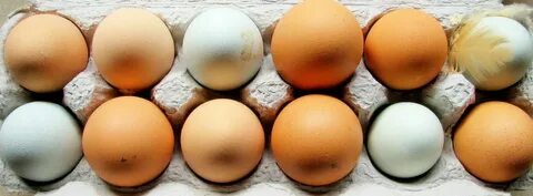Egg astd