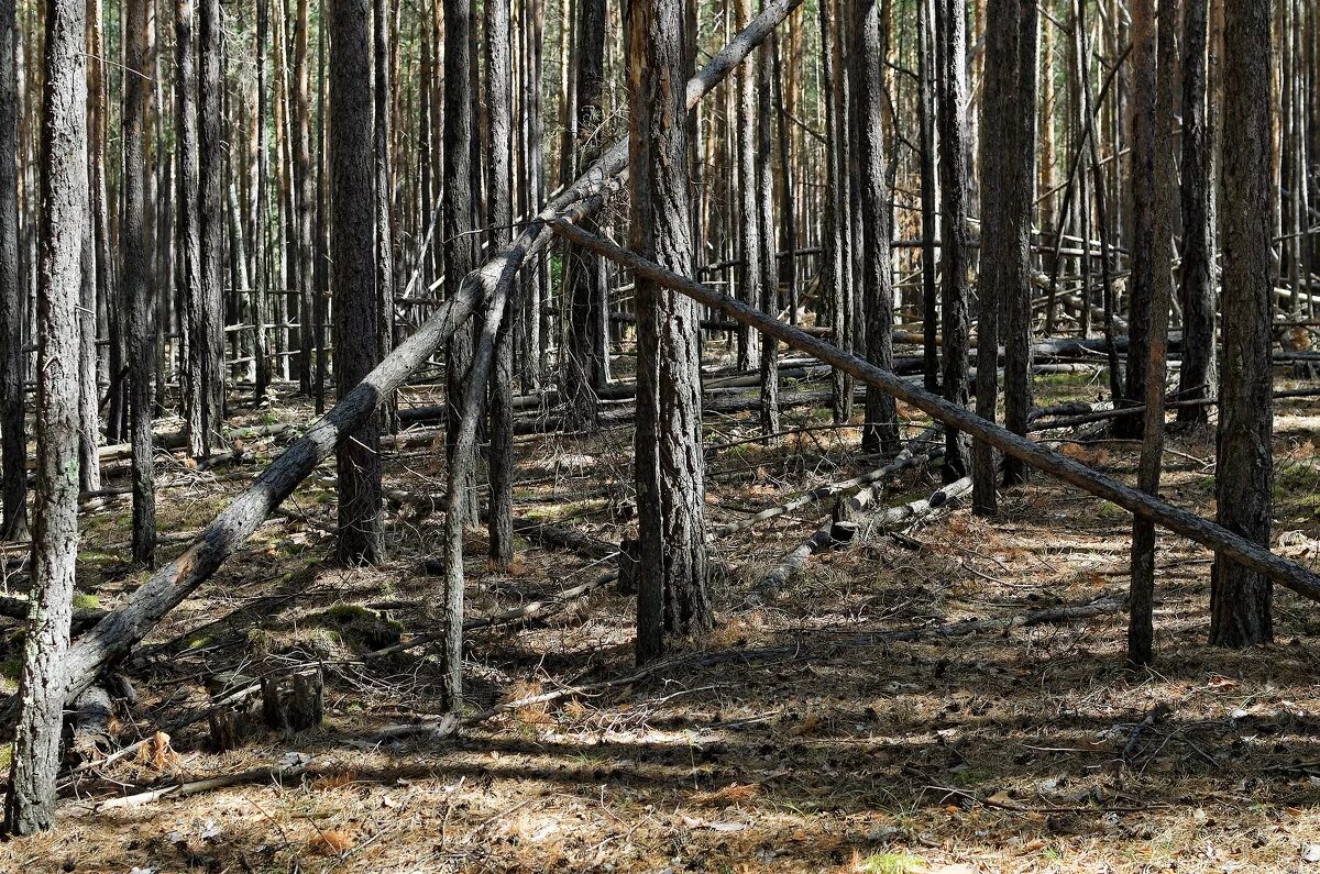 Лиственница сухостой. Вырубка сухостоя. Сухостой дерево. Сухостой в лесу. Сухостой в лесу.