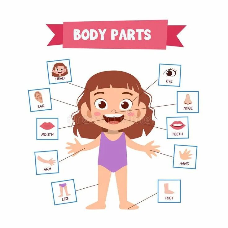 Ca part of body. Body картинка для детей английский.