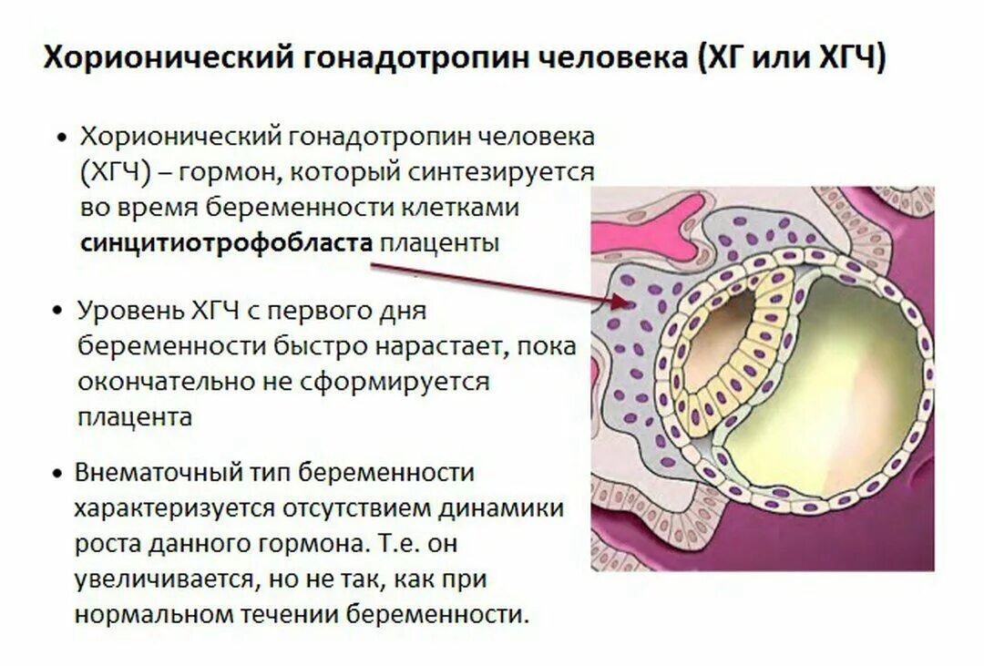 Хорионический гонадотропин анализ. Гормон ХГЧ. Хорионический гонадотропин гормон. Показатели гормона ХГЧ. Гормон ХГЧ У беременных.