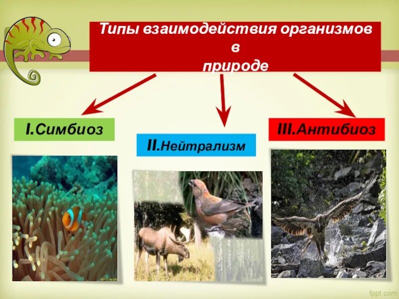 Форма симбиоза организмов. Виды взаимоотношений организмов. Типы взаимодействия организмов. Взаимосвязи животных в природе. Взаимодействие организмов в природе.