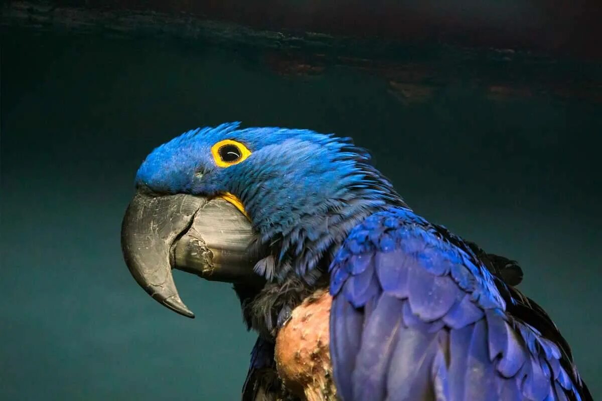 Большой попугай ара. Попугай ара гиацинтовый. Гиацинтовый ара попугай в мире. Голубой попугай ара. Самый большой попугай ара.