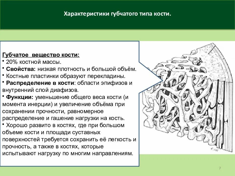 Губчатая кость губчатое вещество. Губчатое вещество кости функции. Губчатые кости особенности строения. Строение губчатой ткани кости.