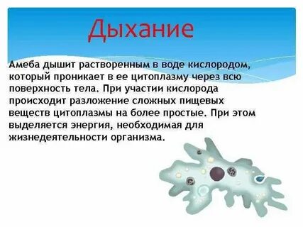 Дыхание амебы происходит