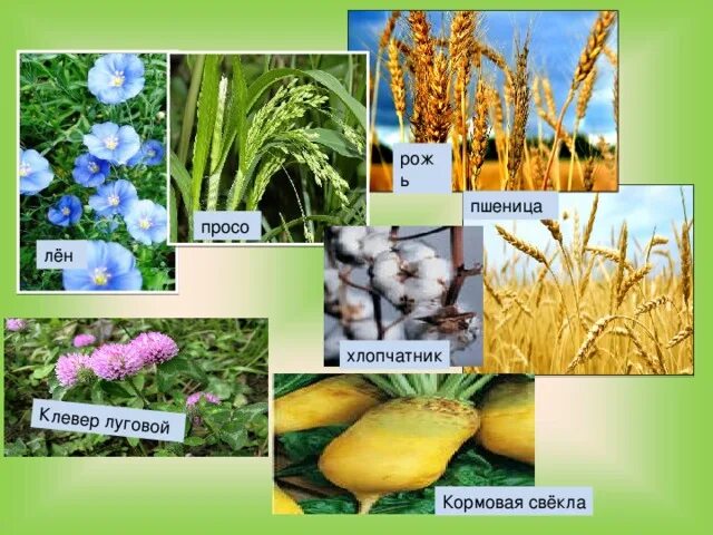 Зерновые растения примеры 2 класс Вдохновляющие фотографии зерновых культур и культурных растений Мгновения в кадр
