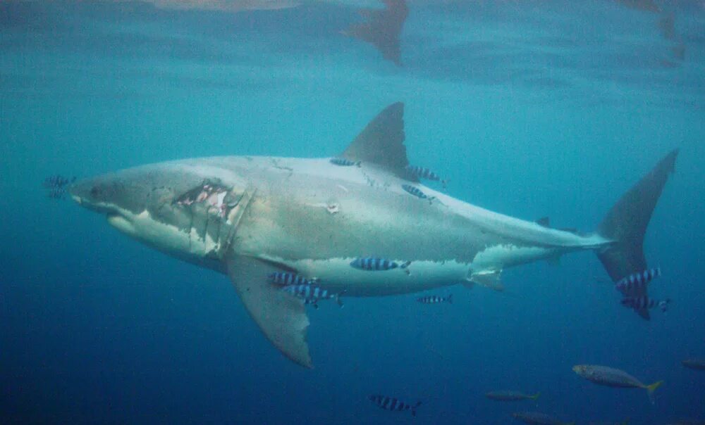 Какую скорость развивает белая акула. 5 Метровая белая акула.