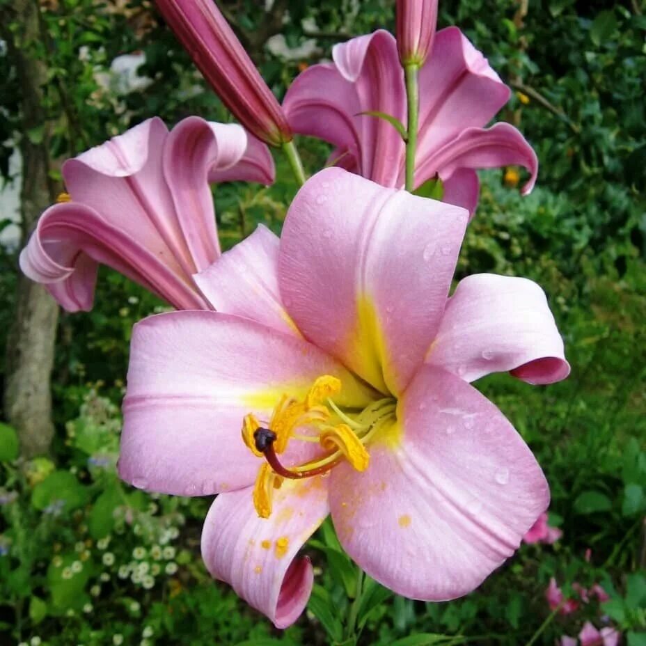 Trumpet lily 'Pink Perfection' Metcalfe Plants Flickr