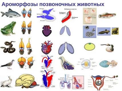 4 ароморфозы хордовых животных