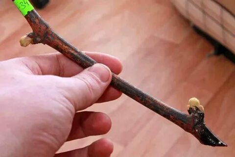 Черенок винограда где верх где низ