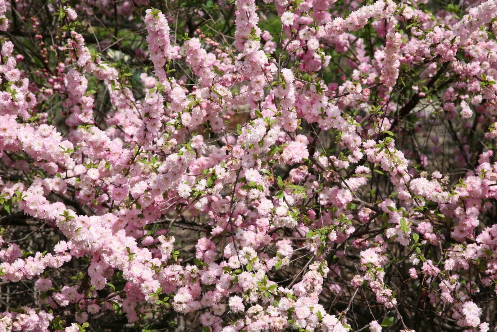 Сакура фото кустарника с цветами. Миндаль трехлопастной Prunus triloba. Prunus triloba миндаль. Миндаль трехлопастной ( Prunus trifolia ).. Кустарник Prunus triloba.