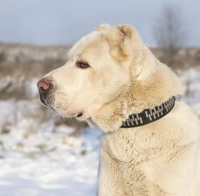 Канал алабаю. Канал алабаю. Псина алабай. Тигровый алабай. Туркменский алабай кангал.